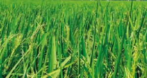 Crop Insurance-शेतकऱ्यांना मिळणार 1 रुपयात पिक विमा