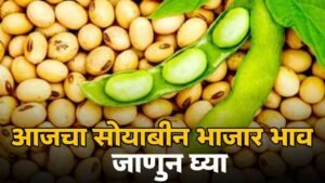 Soybean market price