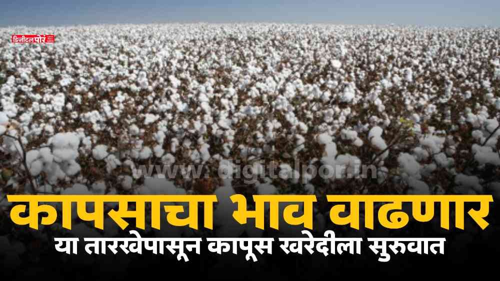 Cotton Market Price