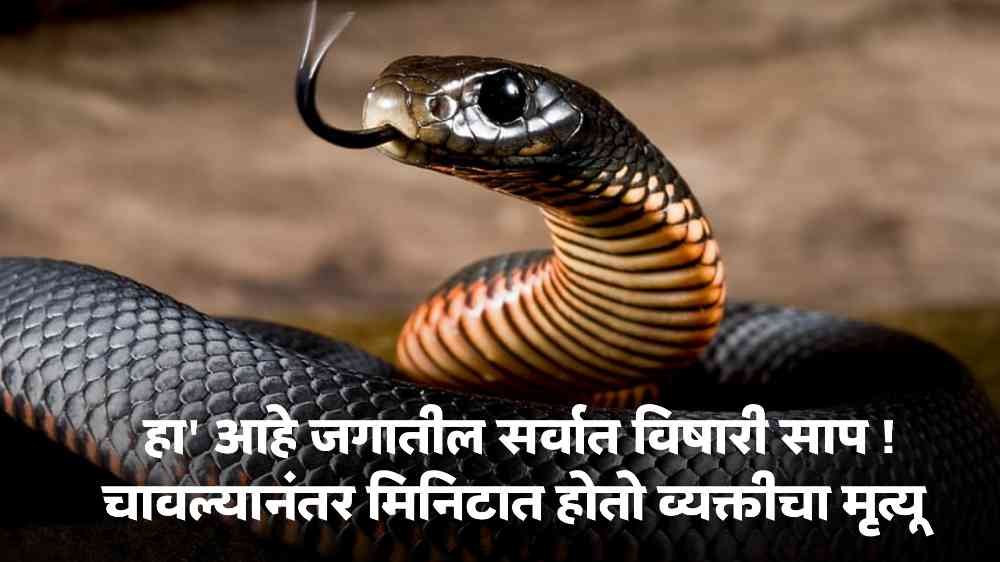 Black Mamba Snake