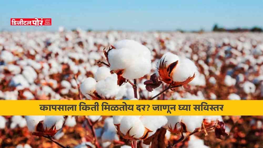 Cotton Market Price