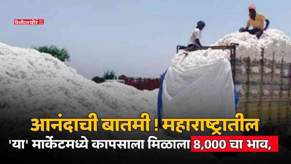Cotton Market Price