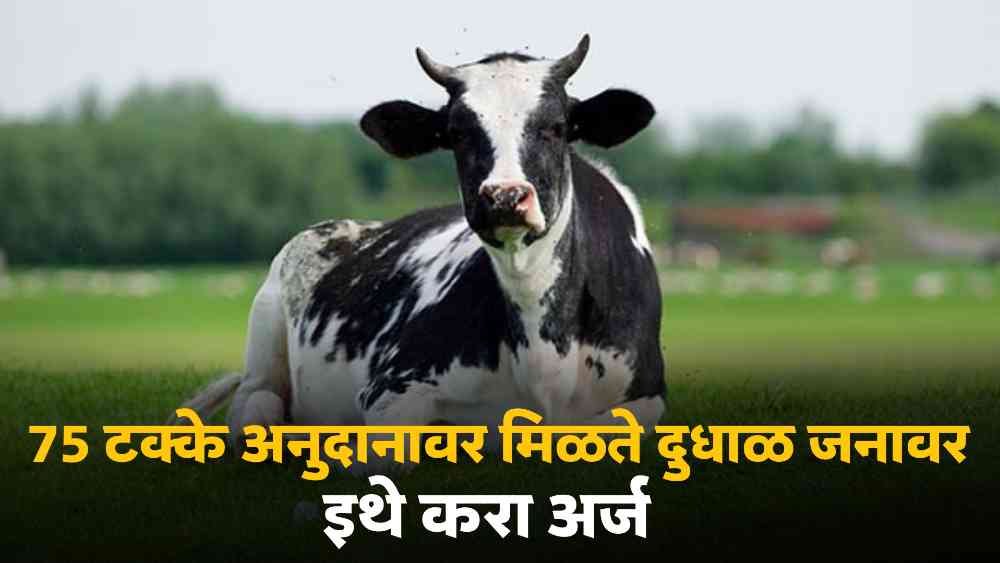 Cow Subsidy