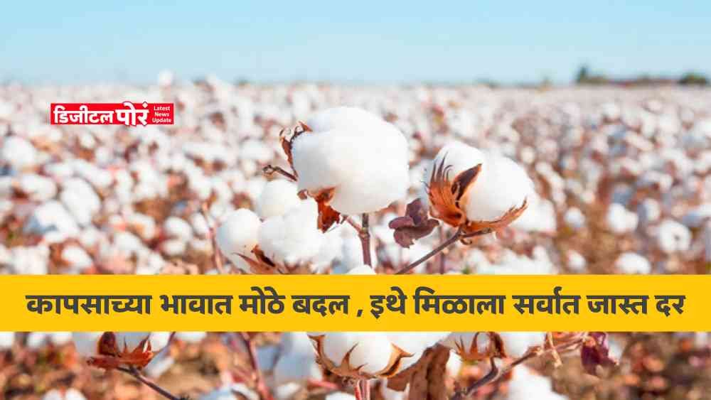 Cotton Market Price