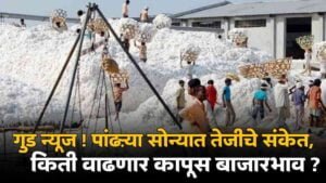 Cotton Price