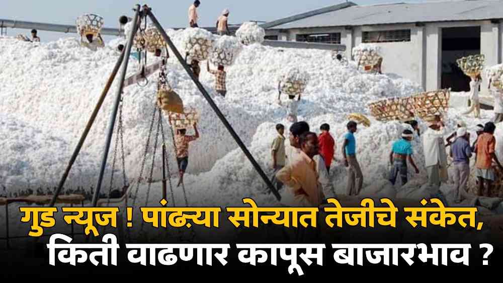 Cotton Price