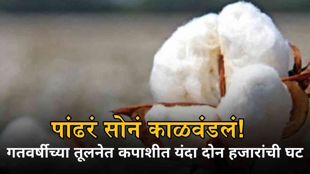 Cotton Price