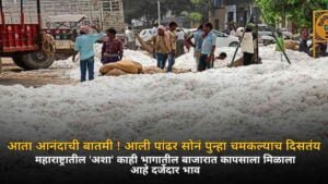 White gold seems to be shining again, cotton has fetched good prices in the markets of 'such' parts of Maharashtra.
