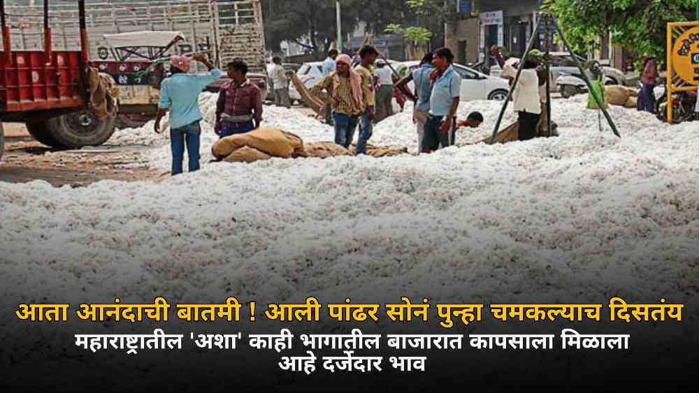 White gold seems to be shining again, cotton has fetched good prices in the markets of 'such' parts of Maharashtra.