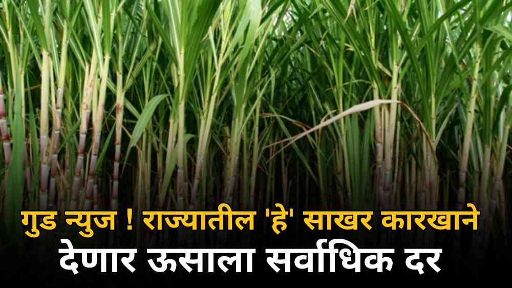 Sugarcane Price Maharashtra