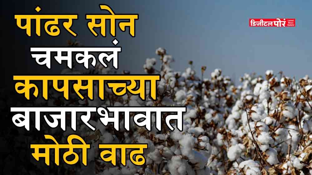 Cotton Market Maharashtra