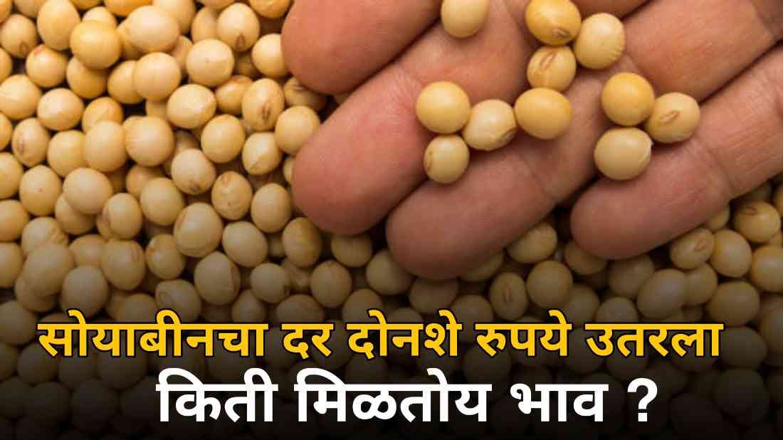 Soybean Market Price