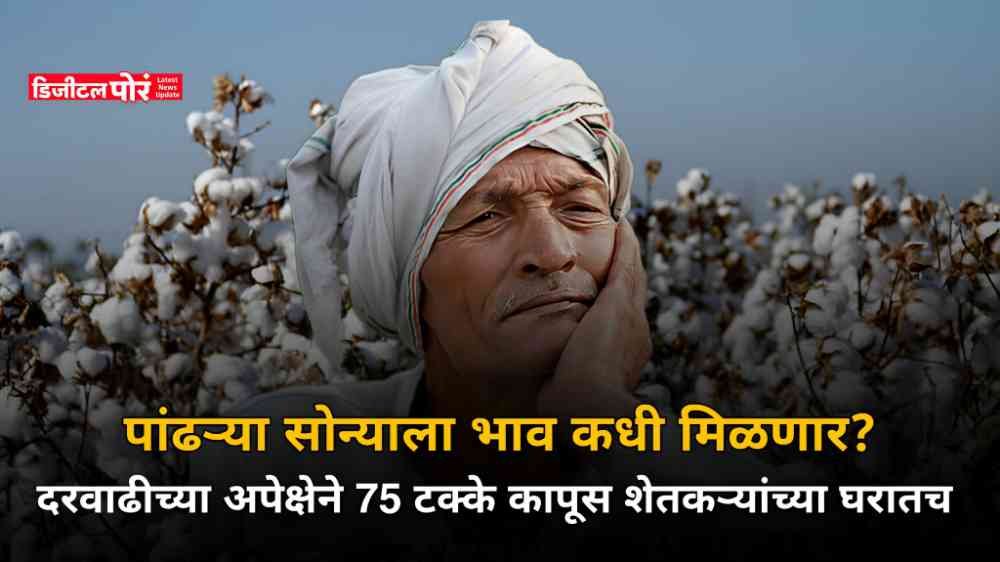 Cotton Price
