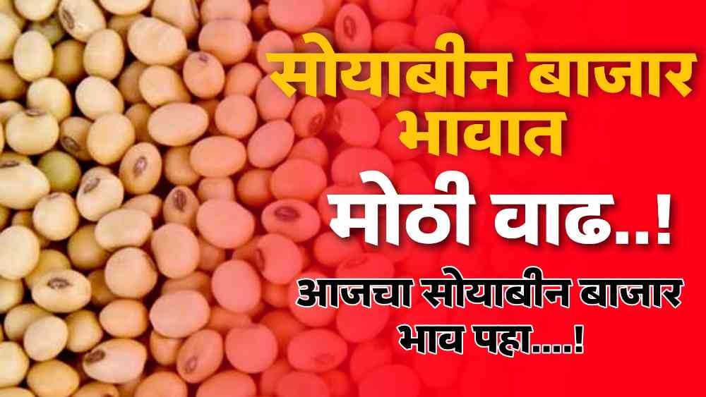 Soybean Market Price Today