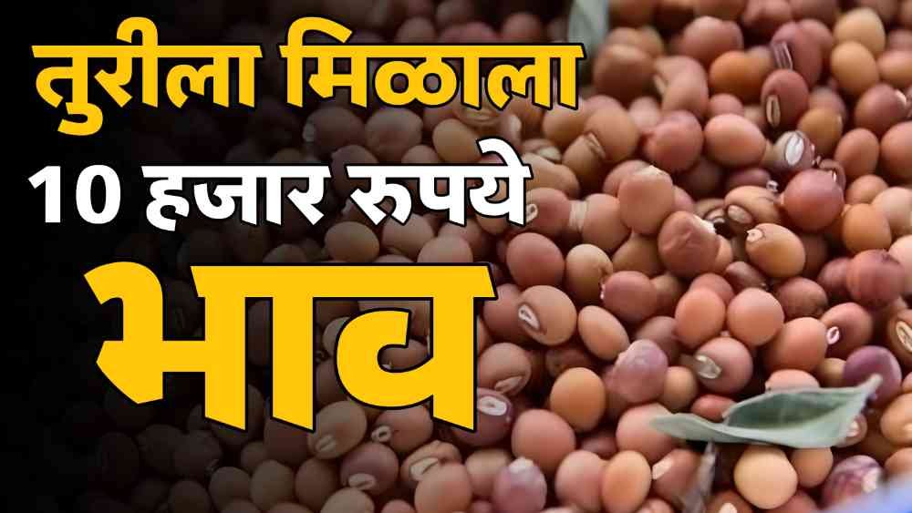 Tur Bazar Bhav Today Maharashtra