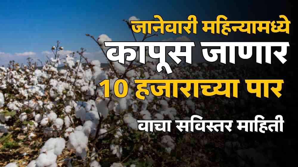 New Cotton Rate Update