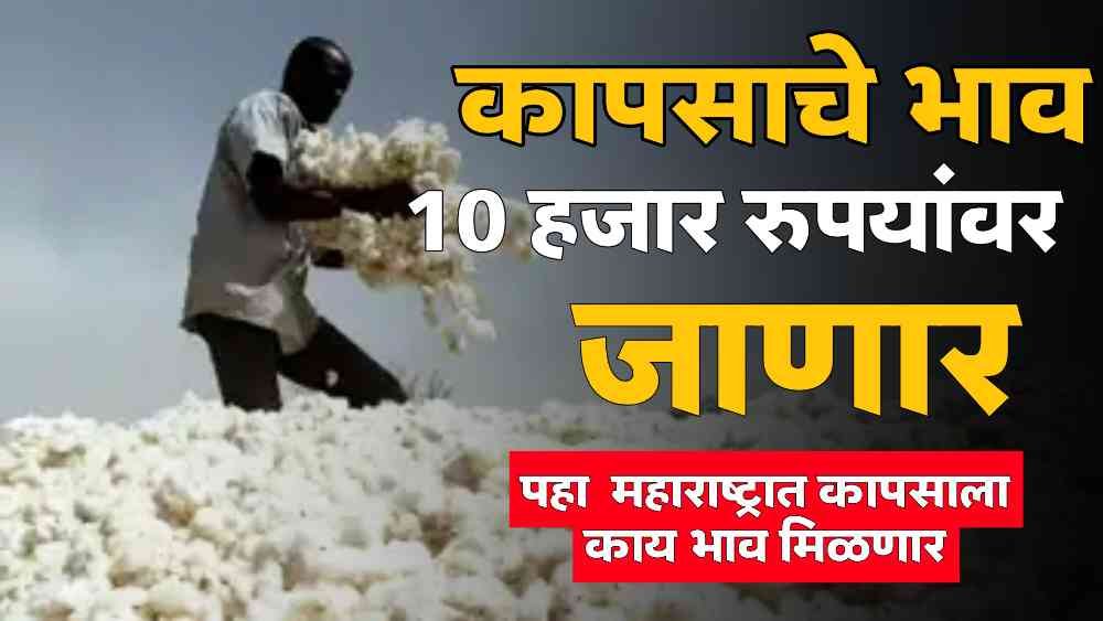 Cotton Rate