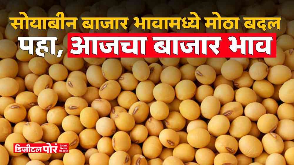 Soyabean Rate Today Market