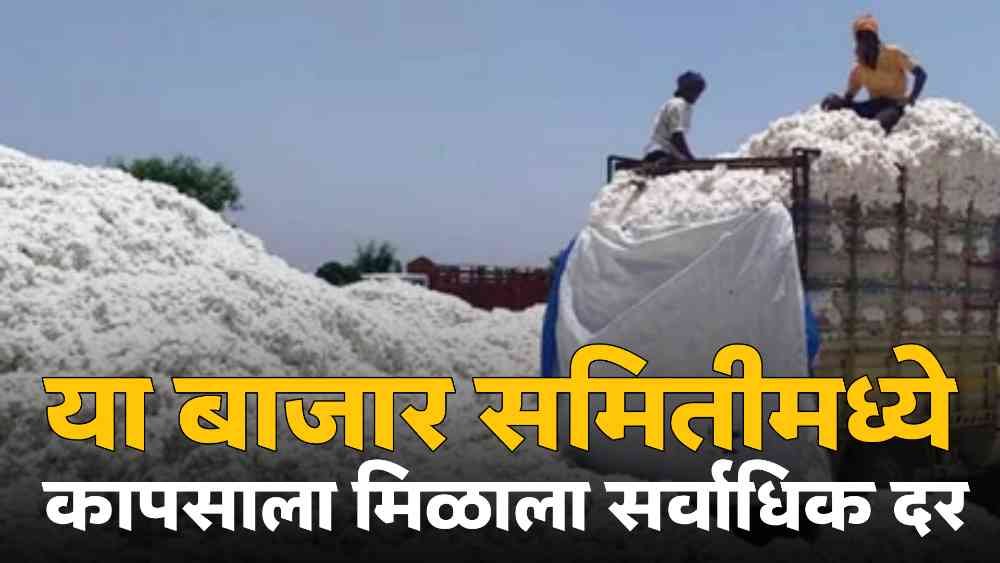 Cotton Market Price