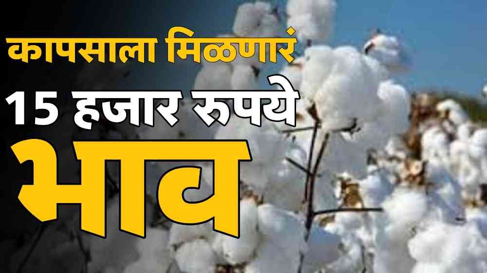 Cotton Market Price