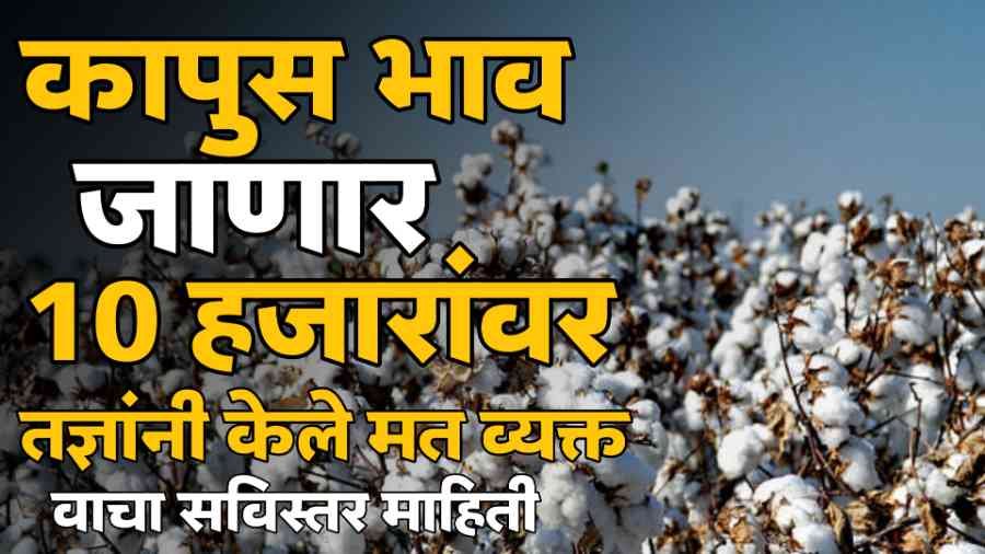 Cotton Market Price