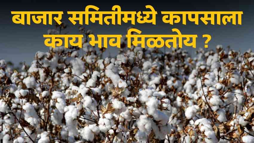 Cotton Price Today