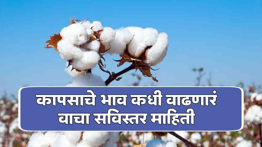 Cotton Price Today