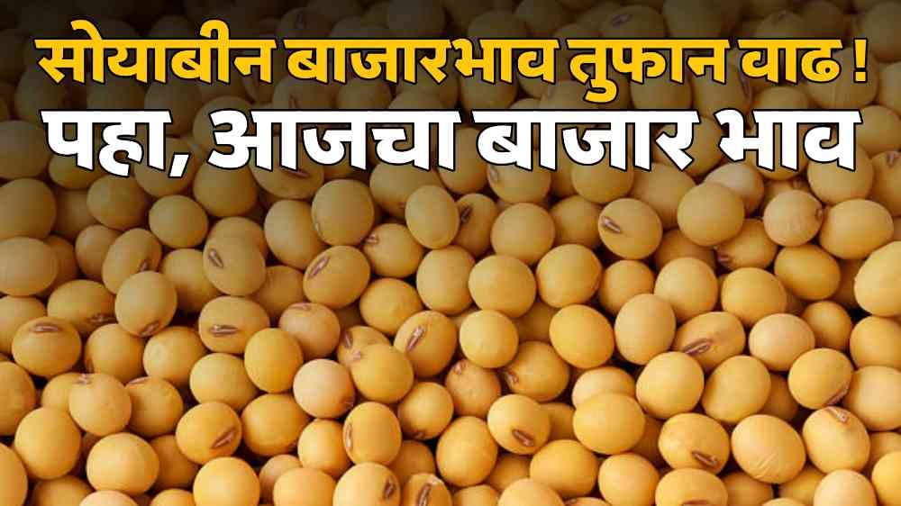Soyabean Rate Today