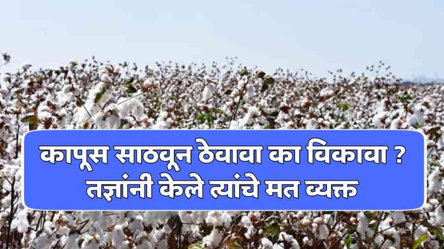 Cotton Price Today