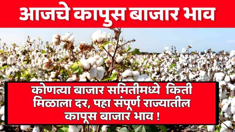 Cotton Market Price