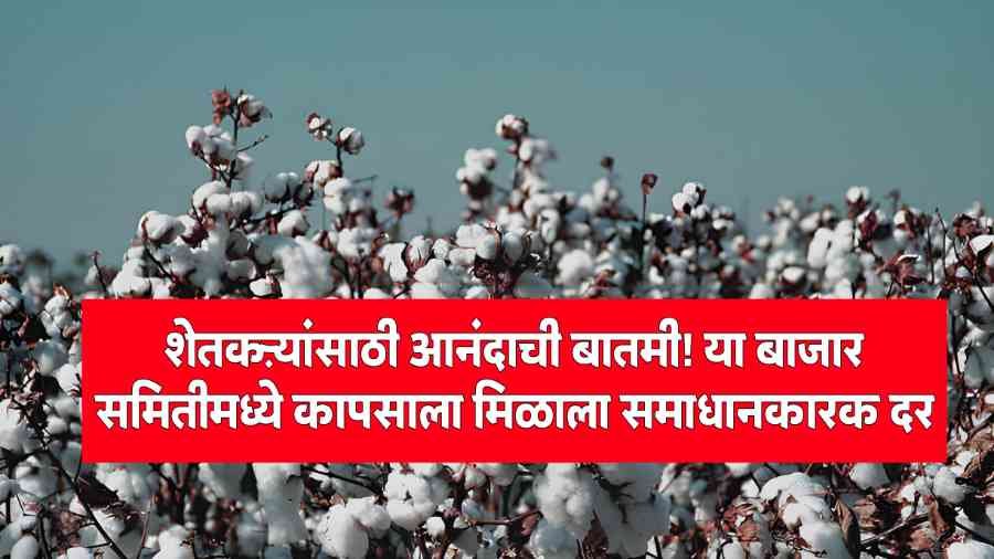 mcx-cotton-today