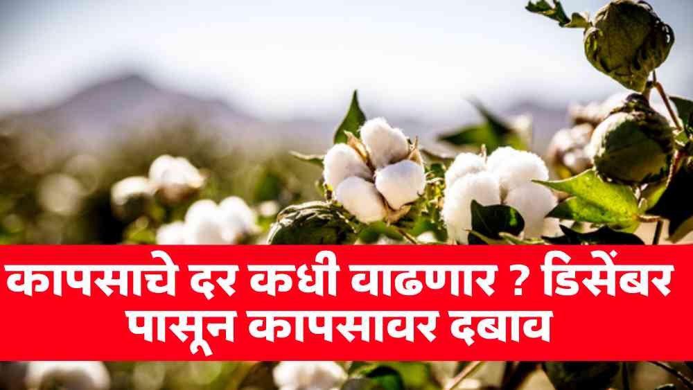 Cotton Market Price