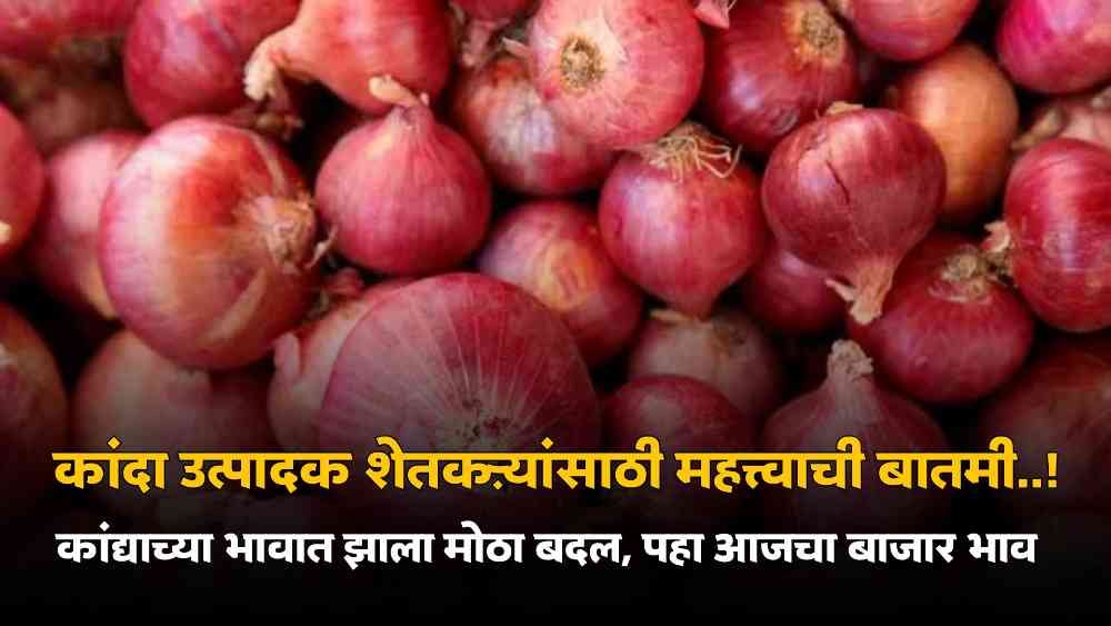 Onion Market