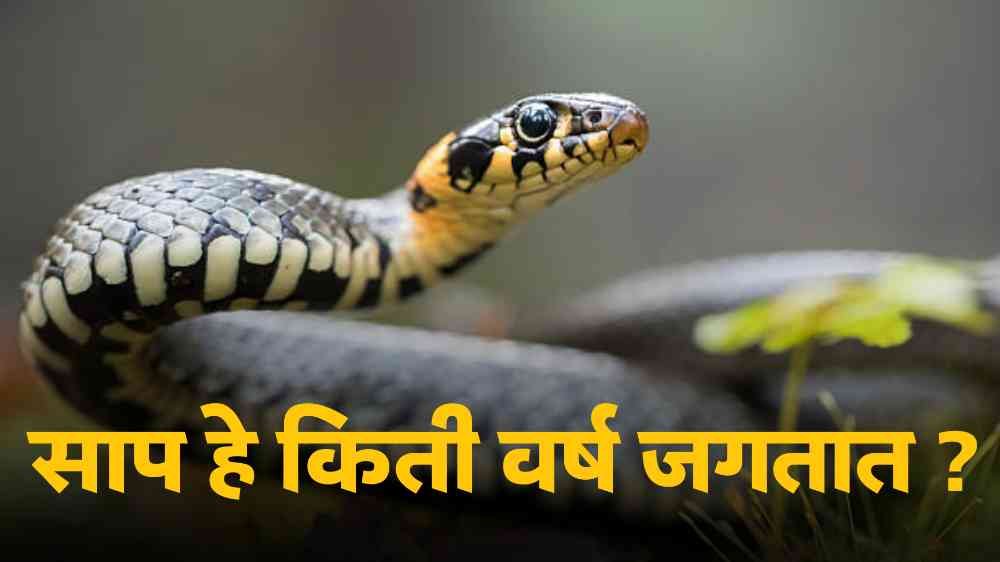 Snake