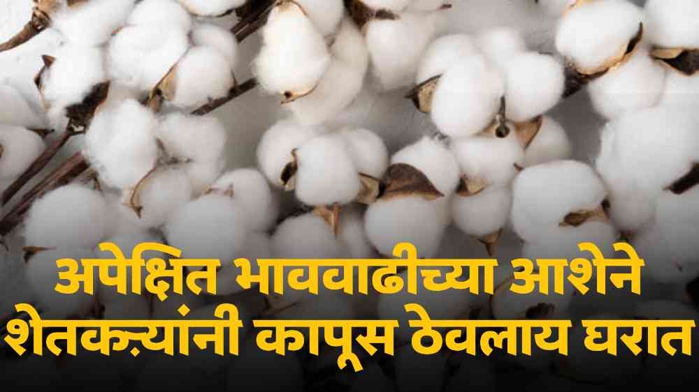 mcx cotton today