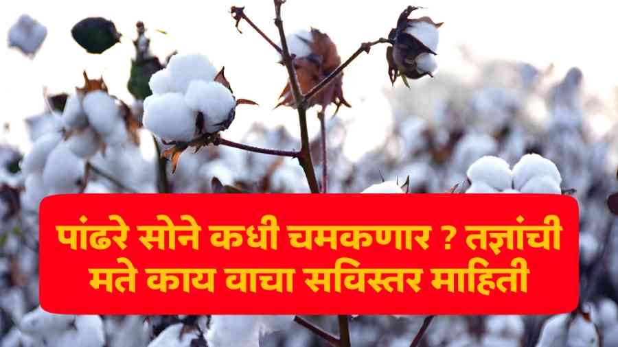 Cotton Market