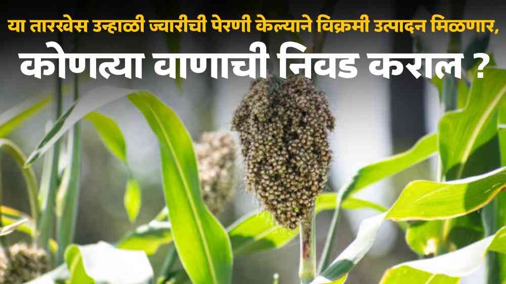 Sorghum Sowing