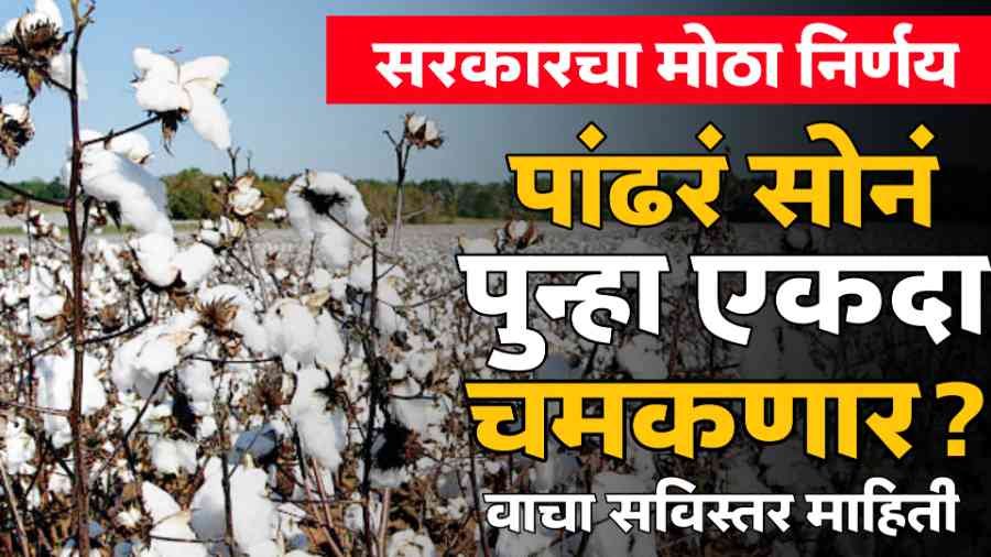Cotton Rate