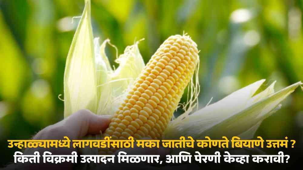 Maize Farming