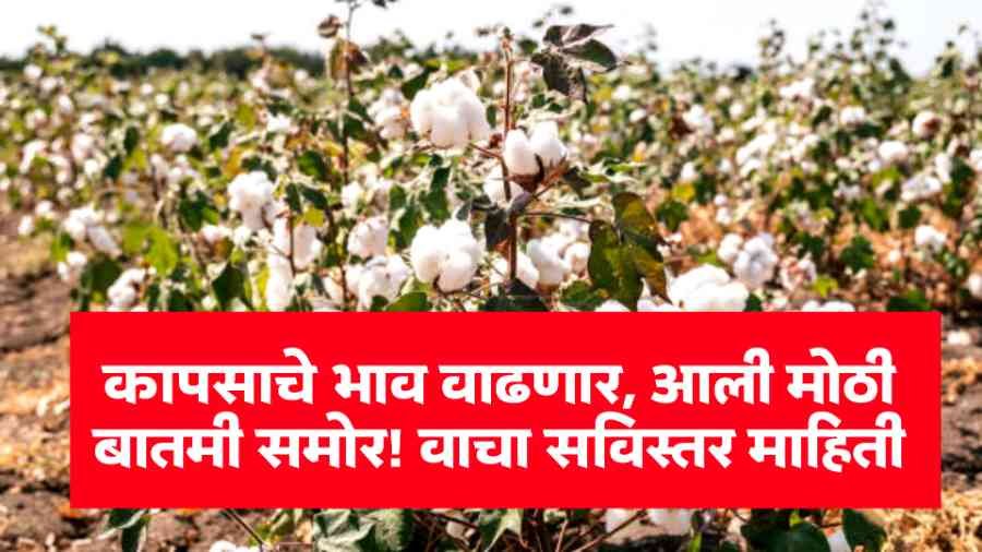 Cotton Market