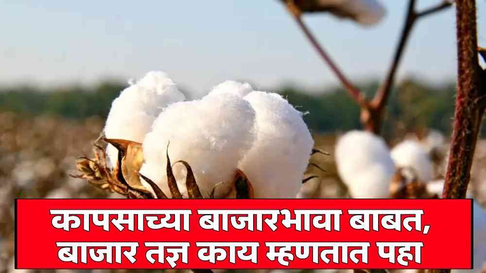 Cotton Market