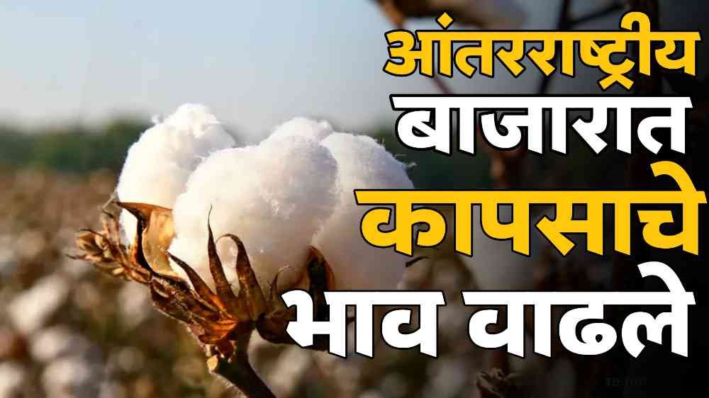 Cotton Market