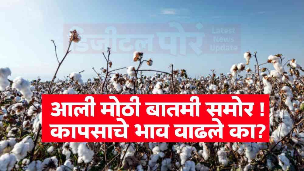 Cotton Market