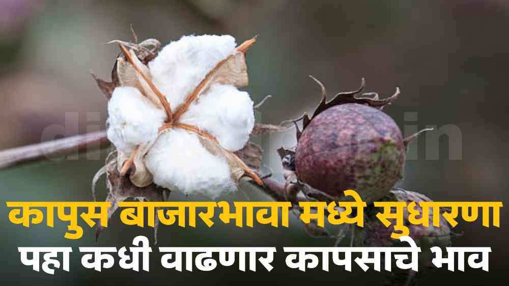 Cotton Market