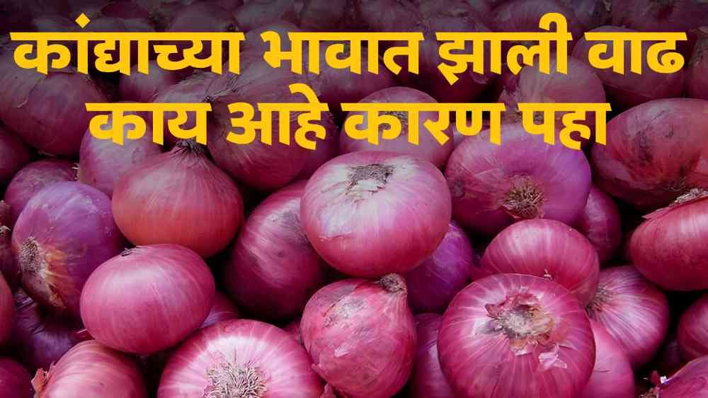 Onion Market in Maharashtra