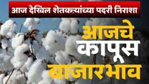 Cotton Market