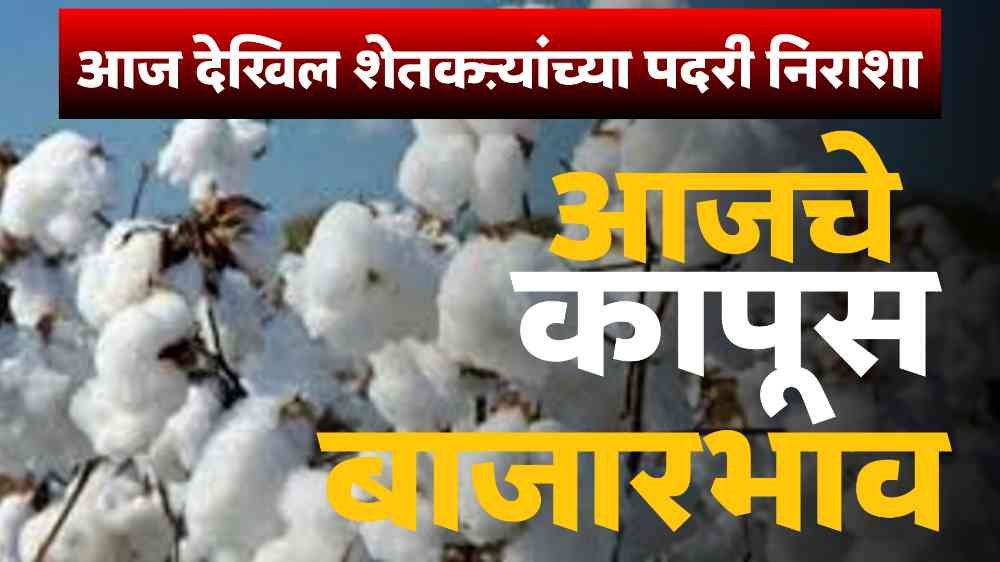 Cotton Market