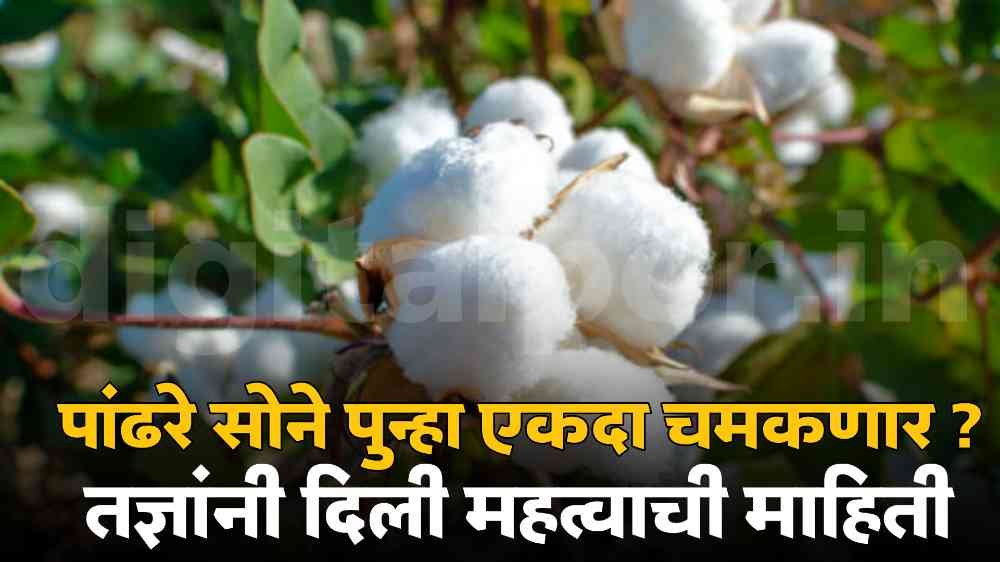 Cotton Rate