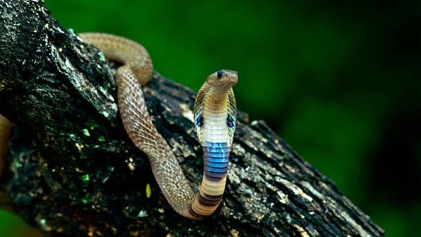 Snake India