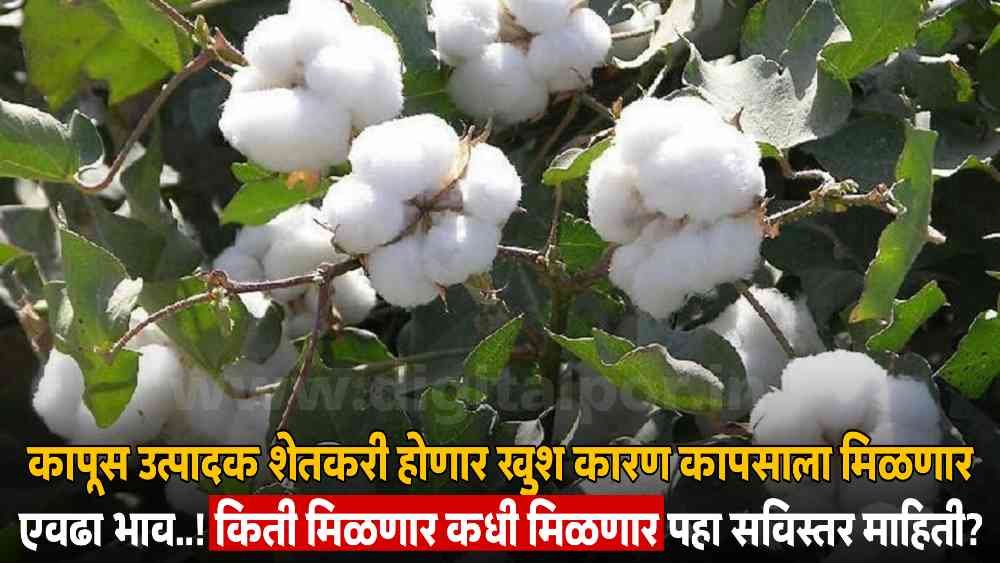 Cotton Market News